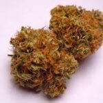 Buy AK 47 Strain