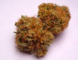 Buy ak 47 strain