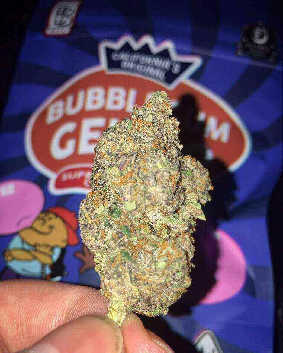 Bubblegum Gelato Strain Bubblegum gelato weed strain