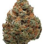 Durban Poison
