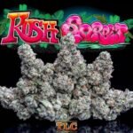 Kush Sorbet Jungleboys