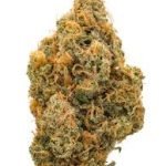 Northern Lights