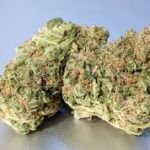 Platinum Girls Scout