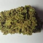 Jack Herer