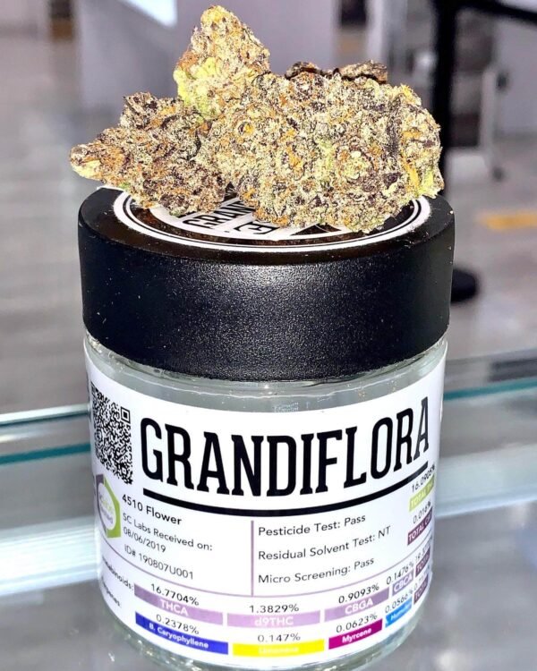 Grandiflora strain