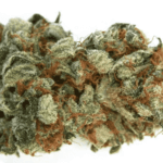 strawberry cough strain