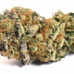 black truffle strain
