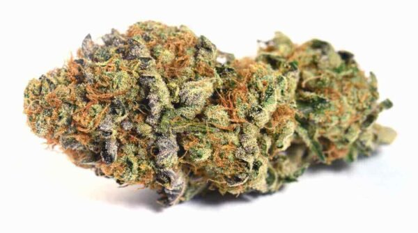 Black truffle strain