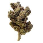 Black Magic Weed Strain