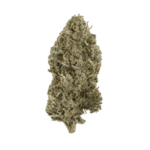 Gusher Weed Strain