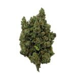 Orange Sherbet indoor