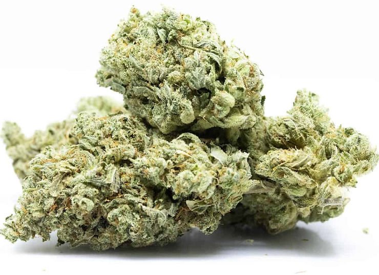 White Truffle Strain Exotic Cannabis Online Shop White truffle weed strain characteristics