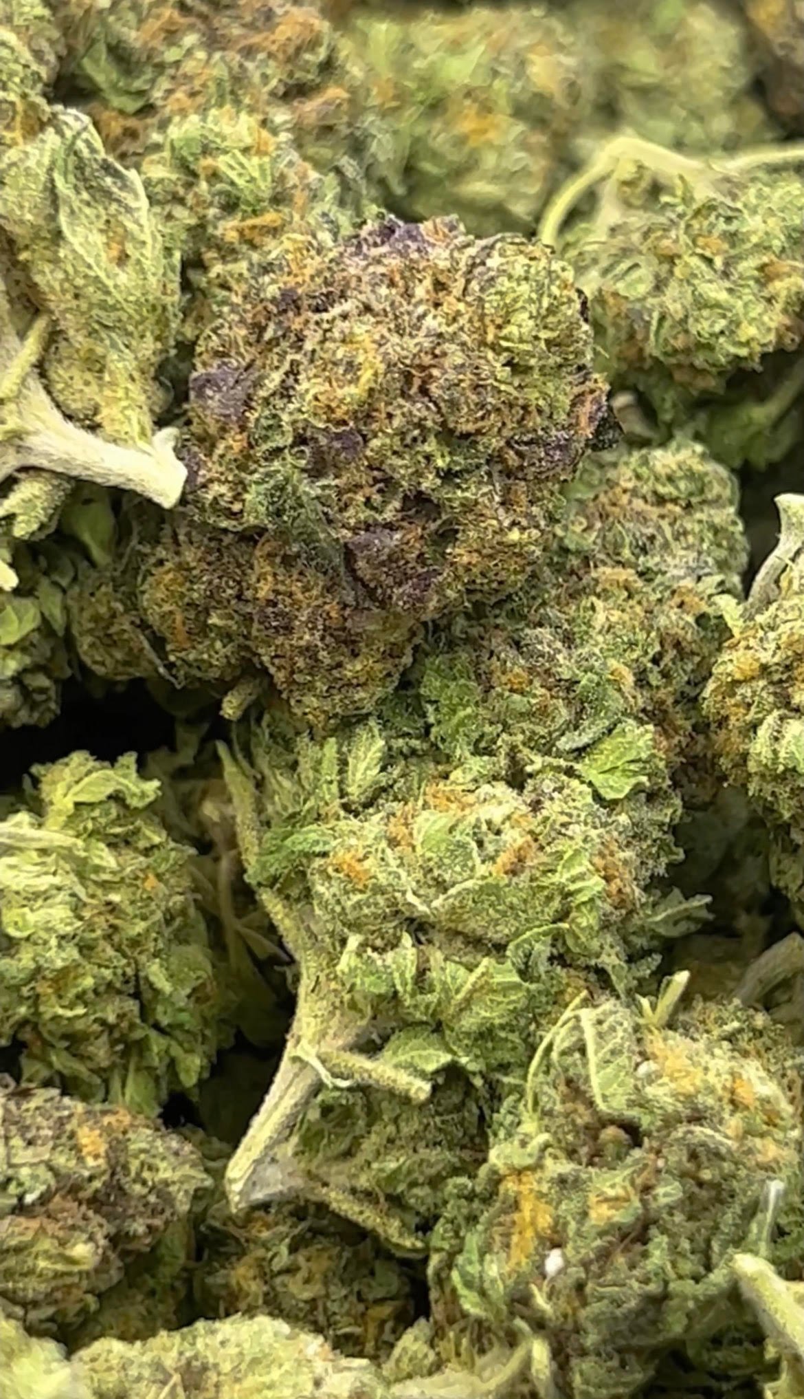 Ice cream cake (hybrid flower) exotic cannabis online shop