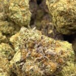 WHITE TRUFFLE (Hybrid Flower)