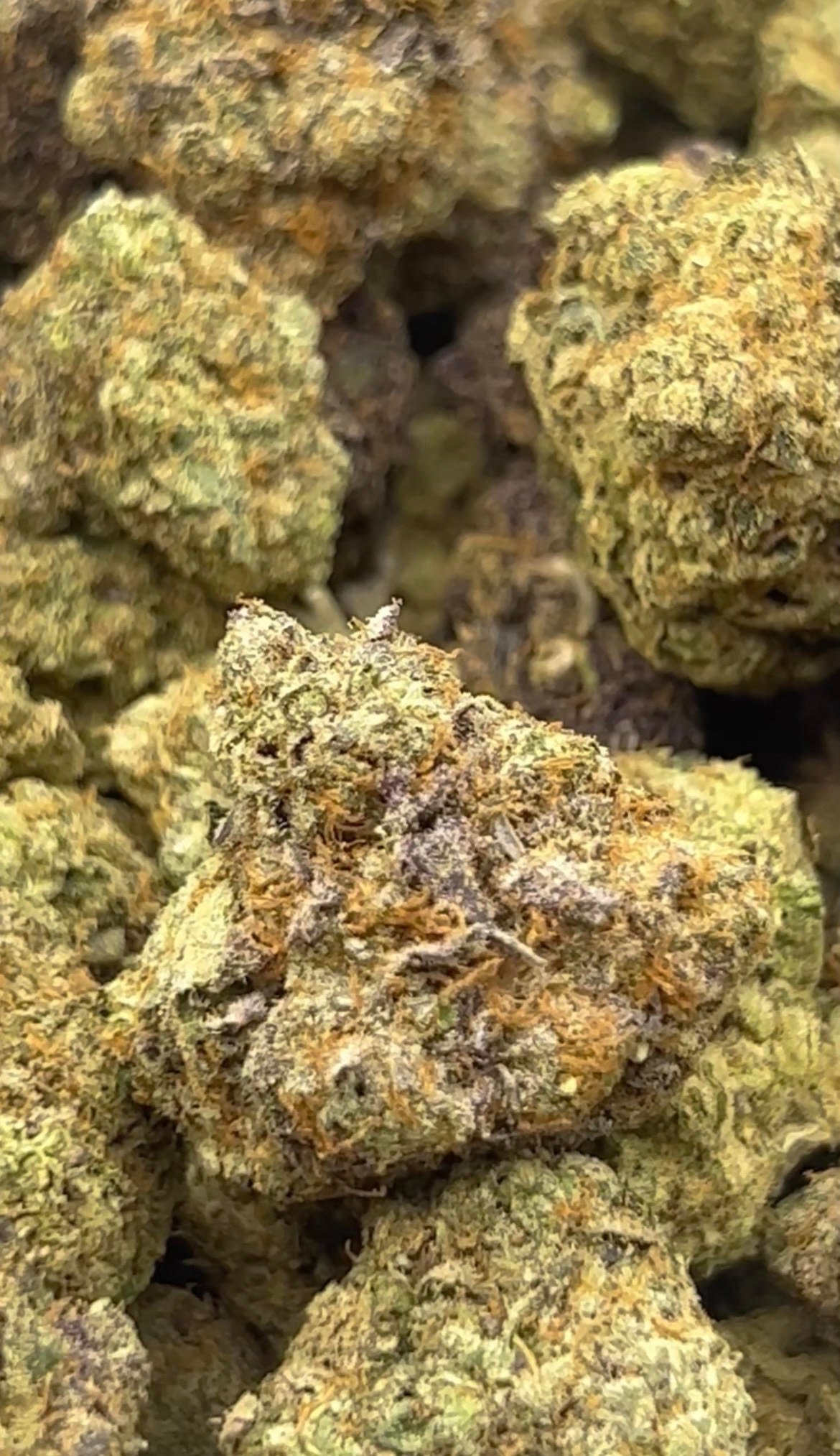 White truffle (hybrid flower) exotic cannabis online shop