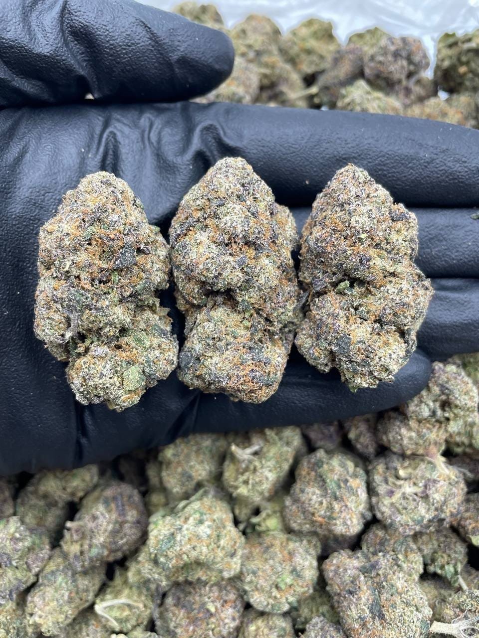 Black cherry runtz weed strain exotic cannabis online shop