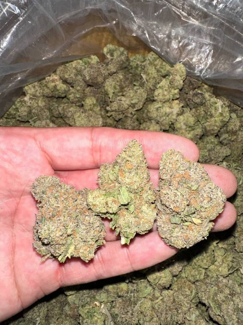 Kush mints weed strain exotic cannabis online shop