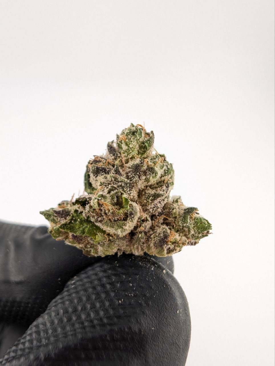 White truffle biscotti strain exotic cannabis online shop