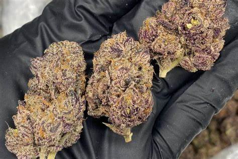 Purple nerds strain exotic cannabis online shop