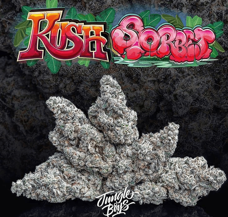 Jungle boys | kush sorbet i- 3. 5g flower exotic cannabis online shop